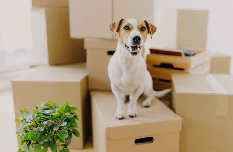 Funny dog sits on carton boxes, green indoor plant near, relocat